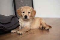 Miso the dog